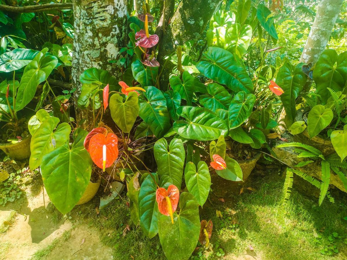 Samadhi Nature Resort Ella Εξωτερικό φωτογραφία