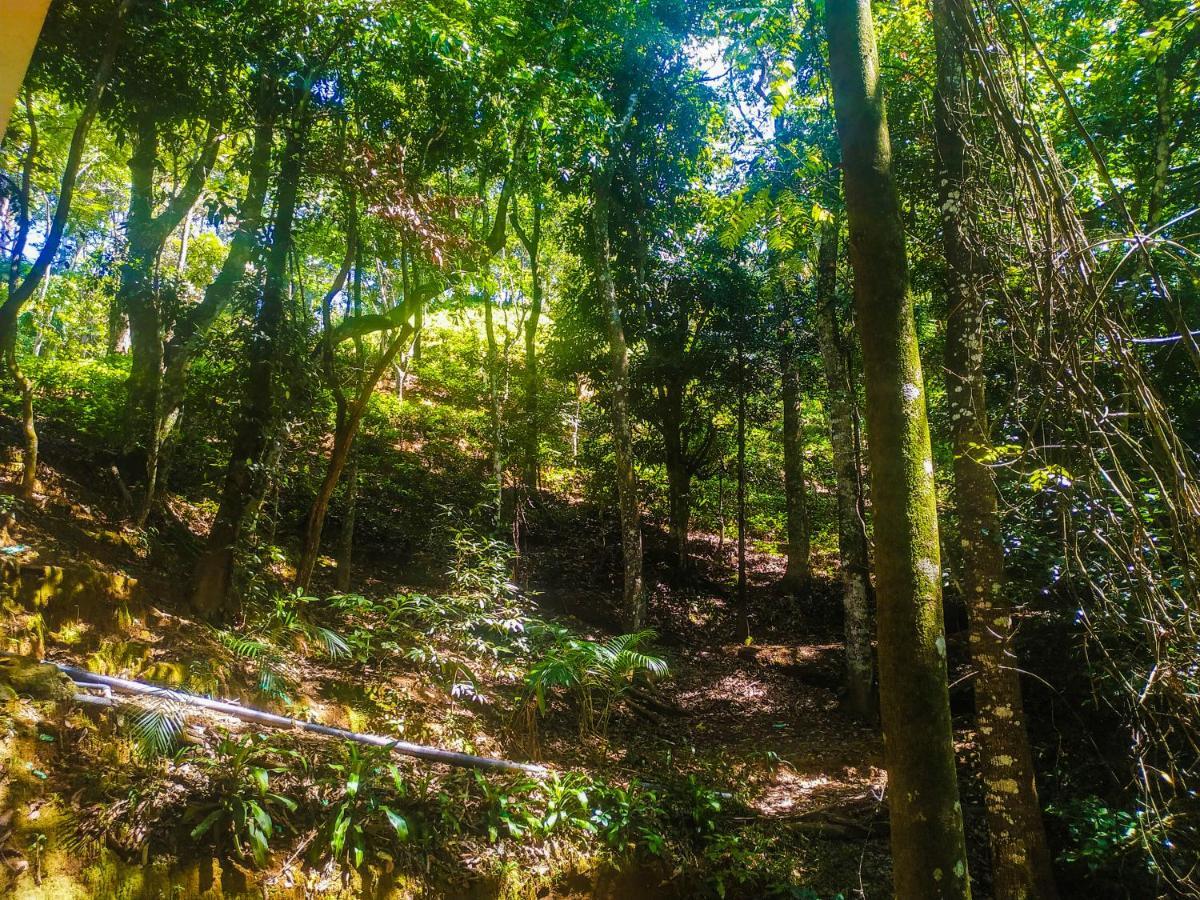 Samadhi Nature Resort Ella Εξωτερικό φωτογραφία